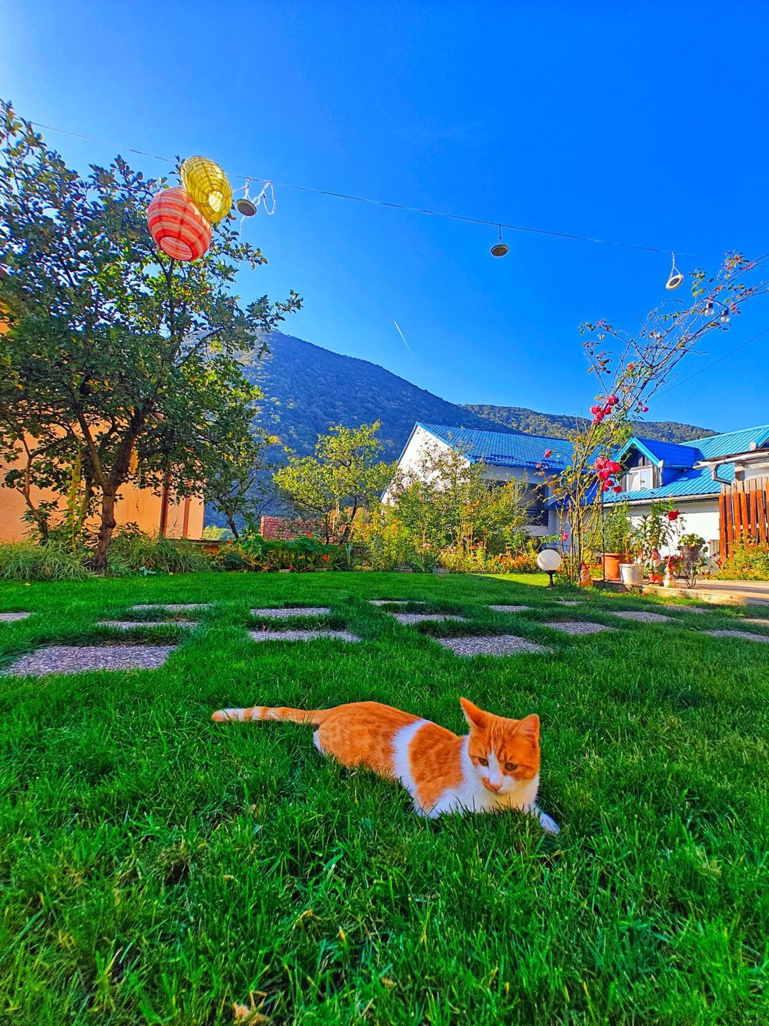 Casa Miclau Διαμέρισμα Băile Herculane Εξωτερικό φωτογραφία